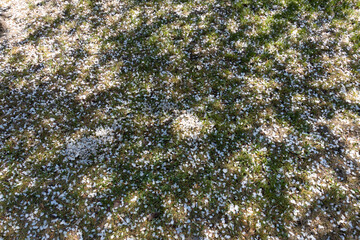 Fallen white petals of apple flowers on green grass. Abstract motley background. Pattern from shadow and sun spots on the lawn