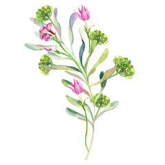 Pink hydrangea, green twig bunches, spring garden flowers, greenery, wedding design isolated on a white background. Watercolor illustration. summer bouquets. Botanic