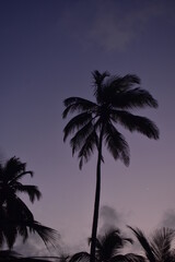 Tranquilo y Tropical