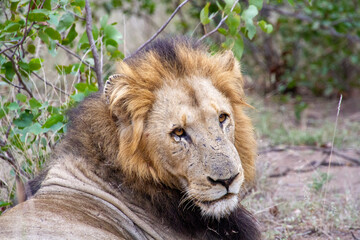 Portrait of an African lion in the Kruger National Park in South Africa