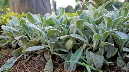 Beautiful landcover plant Stachys byzantina also known as lambs ear, Woolly hedgenettle etc.