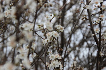 Prima vera in fiore