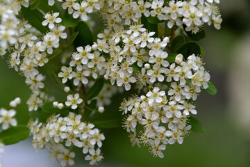 ピラカンサの白い花