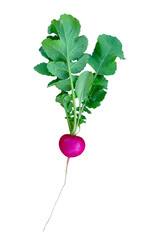 Fresh radish with leaves isolated on white background