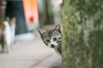 Naklejka premium Wild kitten living in a Japanese shrine