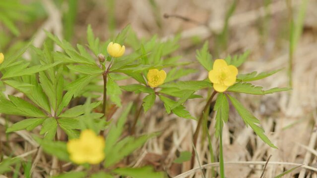 Spring flower wood anemone. Grows in forests across europe. Buttercup anemone.