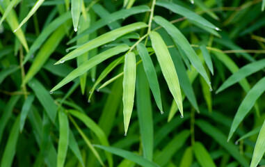 Fototapeta na wymiar Bamboo green leaves, shallow focus, after raining for natural computer background and wallpaper