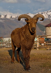 Russia. North-Eastern Caucasus. A young mountain tour with big curved horns on the background of the snow-capped mountains of Dagestan.