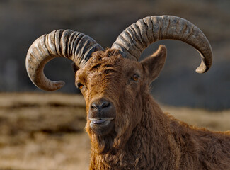 Russia. North-Eastern Caucasus. A young mountain tour with large curved horns against the background of the spring mountains of Dagestan.