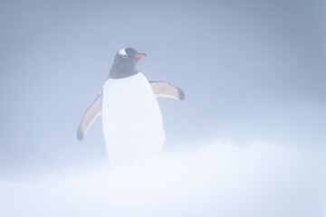 Gentoo penguin waddles towards camera in snowstorm