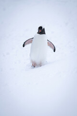 Gentoo penguin waddles through snow raising foot