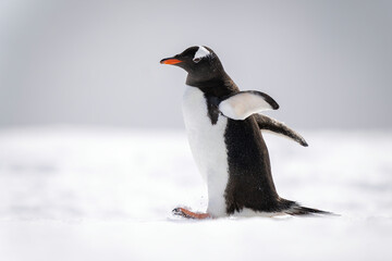 Gentoo penguin waddling across snow facing left