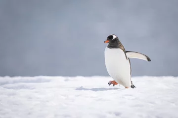 Fotobehang Gentoo penguin walks across snow lifting foot © Nick Dale