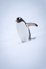 Gentoo penguin walks down hill lifting flipper