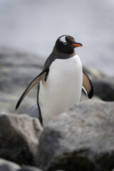 Obraz premium Gentoo penguin walks behind rock watching camera