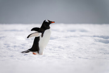 Gentoo penguin waddling across snow in sunshine