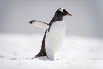 Gentoo penguin walks across snow in sunshine