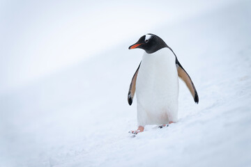 Gentoo penguin walks down slope eyeing camera