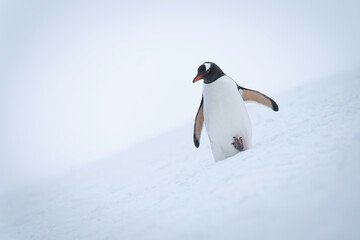 Fototapeta na wymiar Gentoo penguin walks down slope raising foot