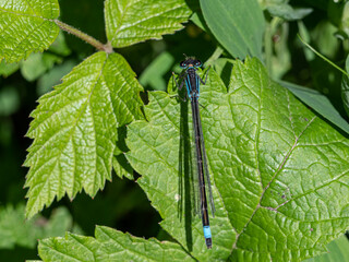 Grosse Pechlibelle (Ischnura elegans)
