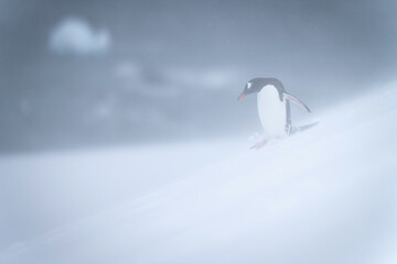 Gentoo penguin walks down slope through snow