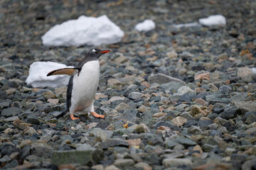 Gentoo penguin walks over shingle in sunshine