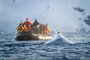 Humpback whale surfaces beside photographers in inflatable - obrazy, fototapety, plakaty