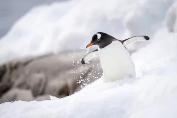 Fotobehang Gentoo penguin wobbles through snow near rocks © Nick Dale