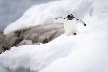 Gentoo penguin walks through snow near rocks
