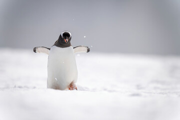 Gentoo penguin walks through snow extending flippers