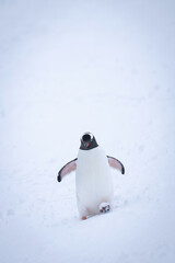 Gentoo penguin waddles through snow lifting foot