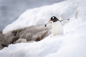 Gentoo penguin waddles through snow near rocks