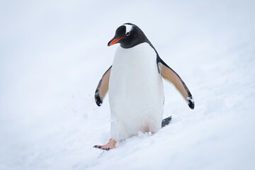 Gentoo penguin walks down slope in snow - obrazy, fototapety, plakaty