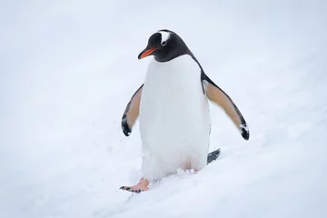 Gordijnen Gentoo penguin walks down slope in snow © Nick Dale