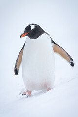 Gentoo penguin walking down slope in snow