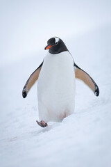 Gentoo penguin walks through snow raising foot
