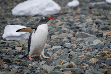 Gentoo penguin walks over rocks in sunshine