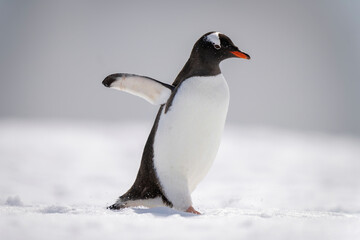 Gentoo penguin walks across snow in sunlight