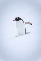 Gentoo penguin walks through snow lifting flipper