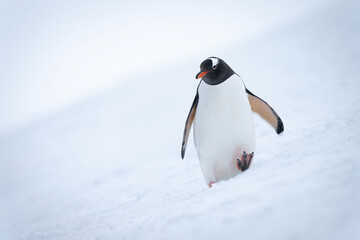 Gentoo penguin walks towards camera across slope