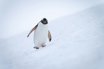 Gentoo penguin wobbles down slope raising foot