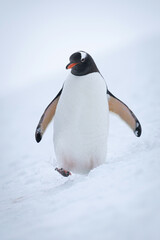 Gentoo penguin walks through snow lifting foot