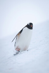 Gentoo penguin wobbles down slope through snow