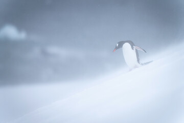 Gentoo penguin walks down slope in snowstorm
