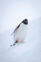 Gentoo penguin wobbling down slope through snow