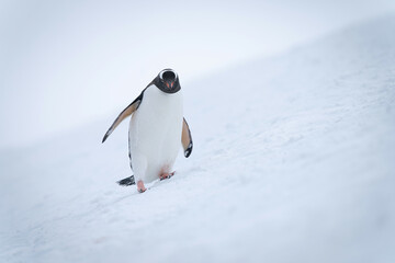 Gentoo penguin wobbles down slope placing foot