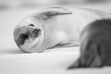 Mono close-up of crabeater seal by another