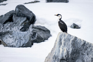 Imperial shag perches on rock looking left