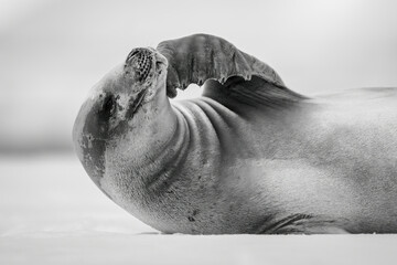Mono close-up of crabeater seal stroking chin
