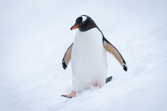 Gentoo Penguin Walks Down Slope In Snow